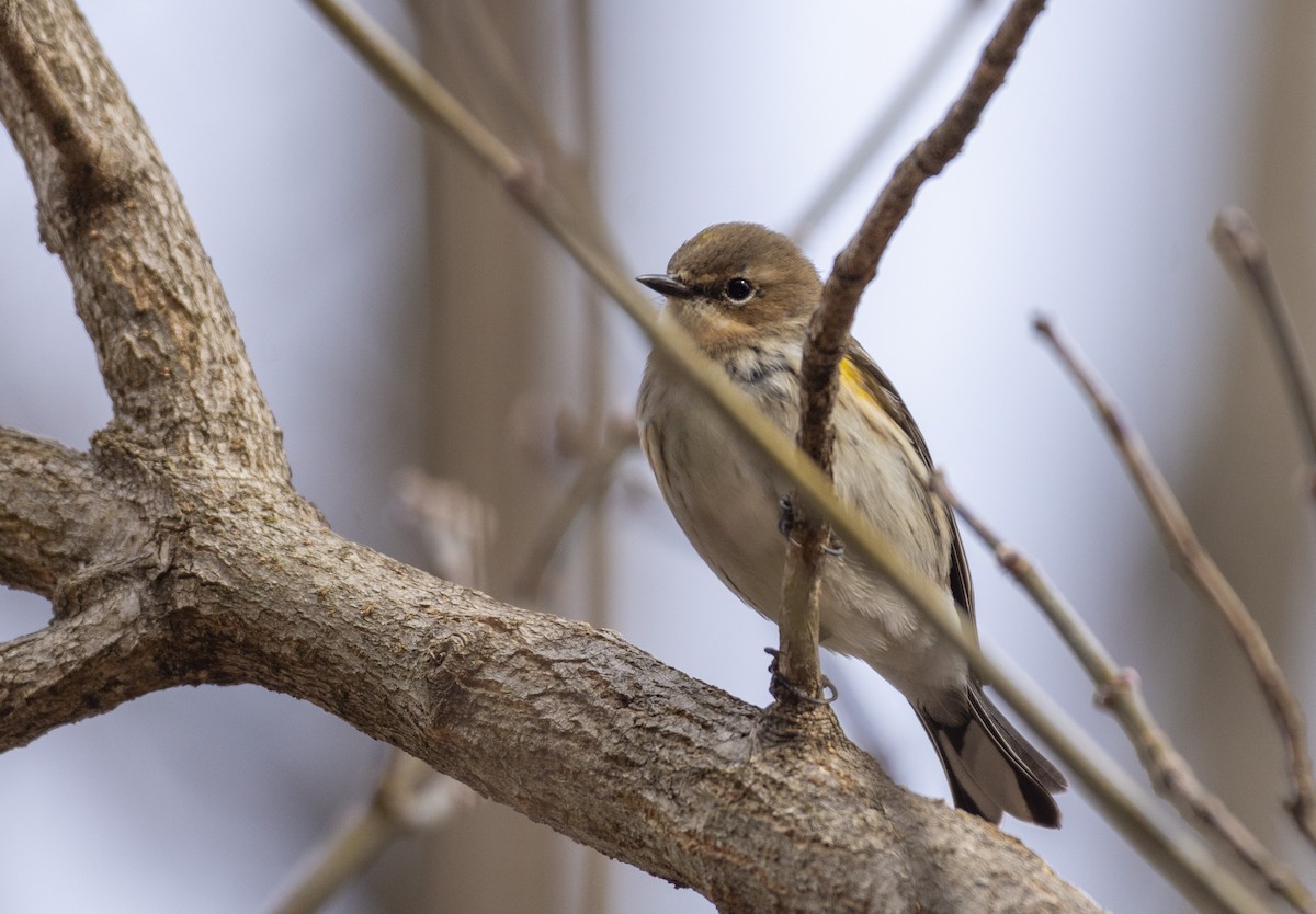 Yellow-rumped Warbler - Liz Pettit