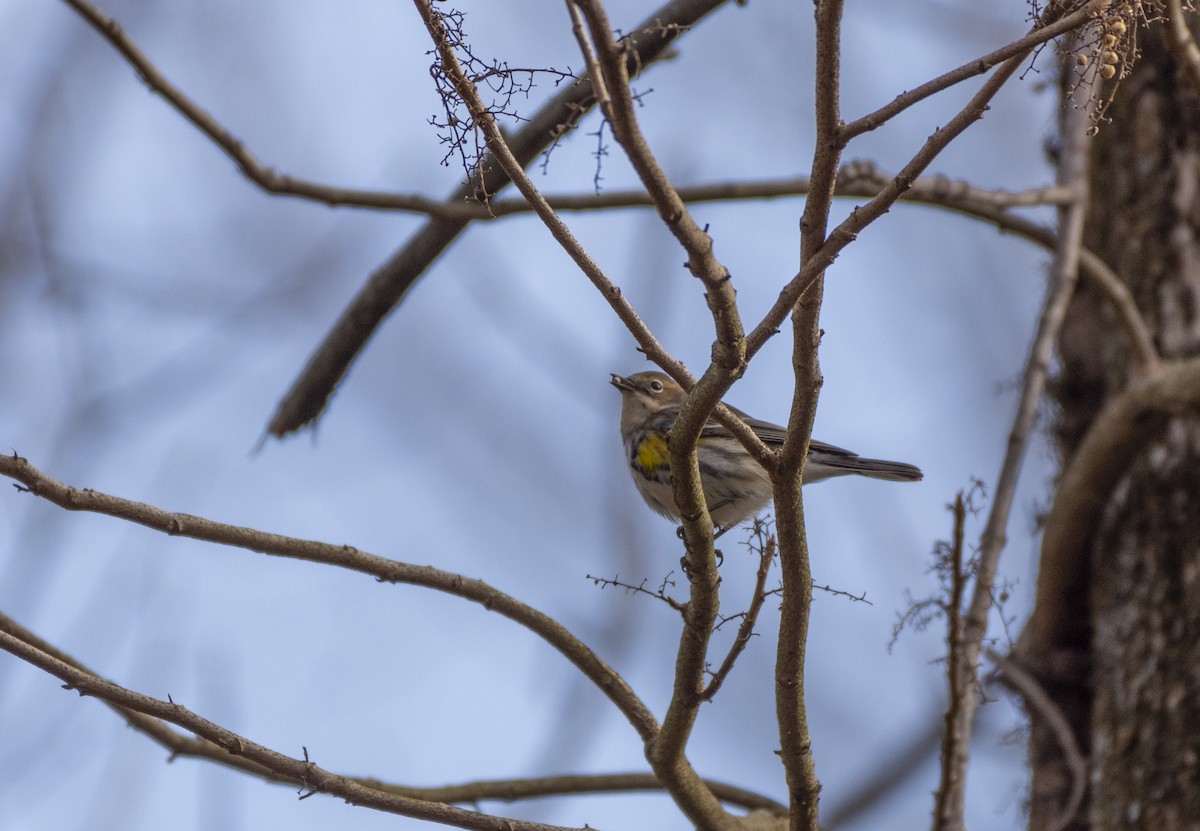 Yellow-rumped Warbler - Liz Pettit