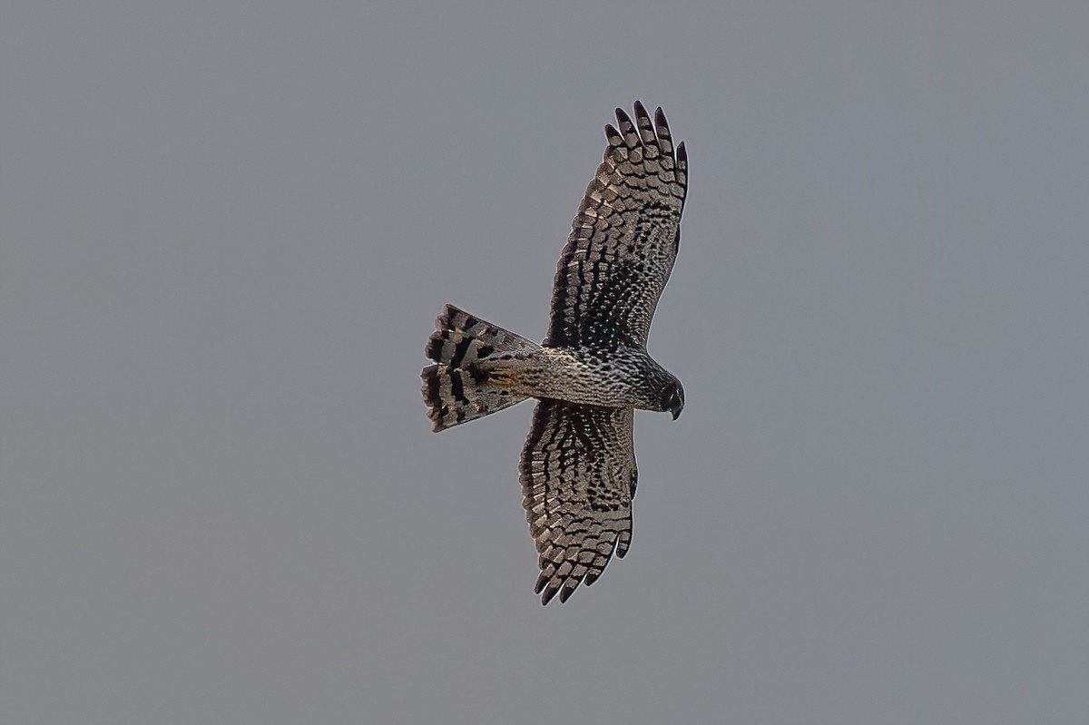 Northern Harrier - ML415571921