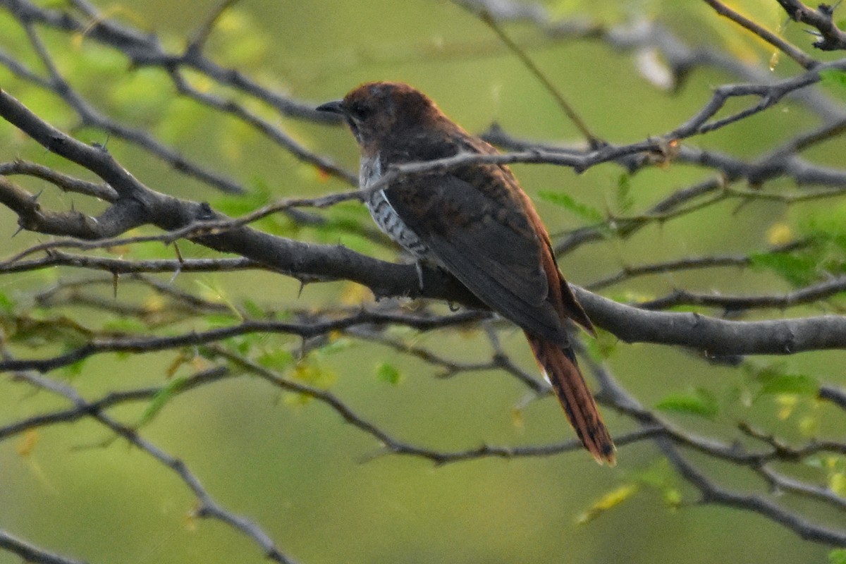 Gray-bellied Cuckoo - Krishnamoorthy Muthirulan
