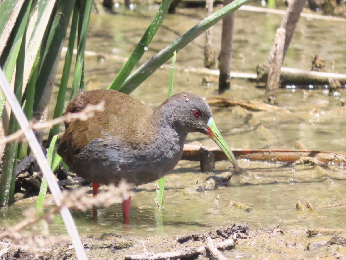 Plumbeous Rail - ML415576321