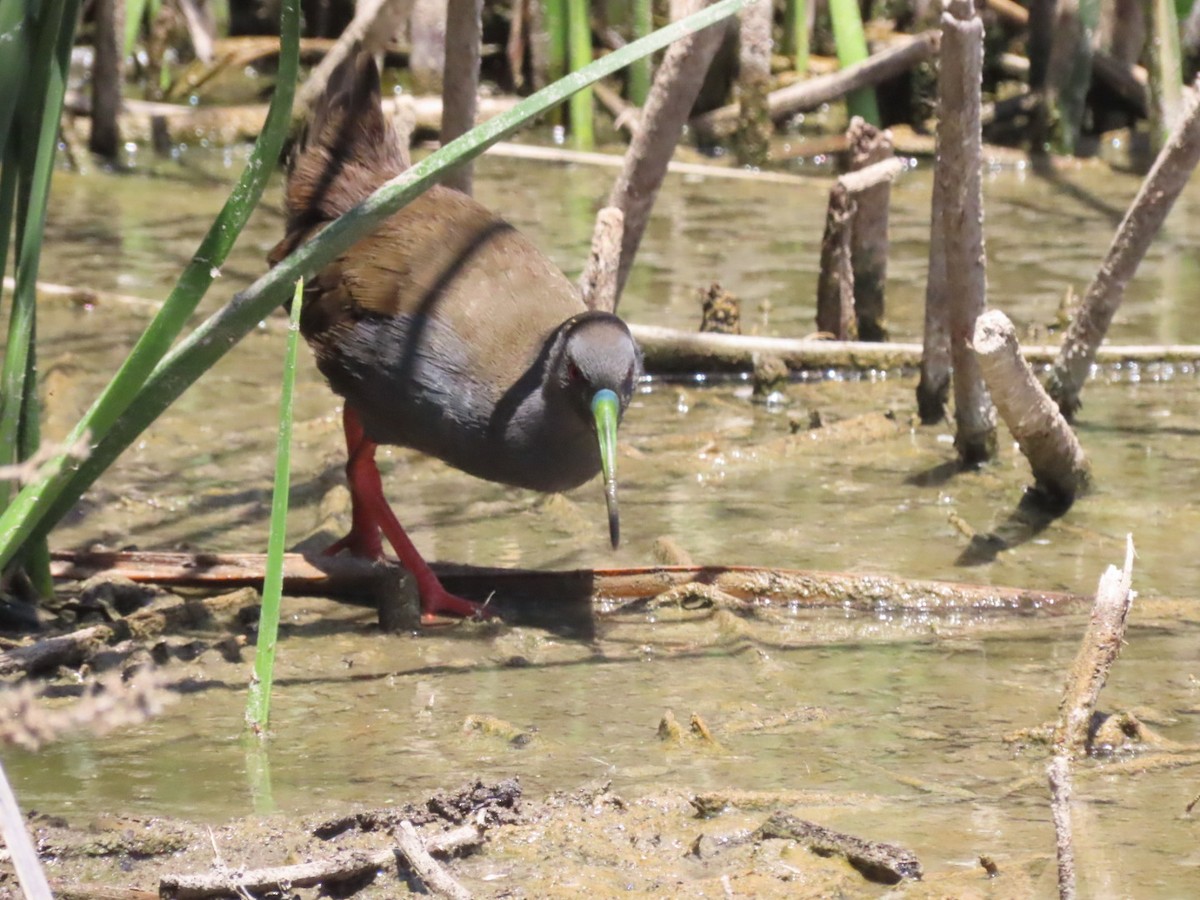 Plumbeous Rail - ML415576341