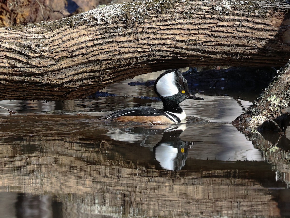 Hooded Merganser - David and Judy Smith