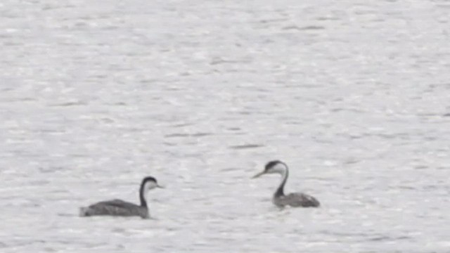 Western Grebe - ML415578631