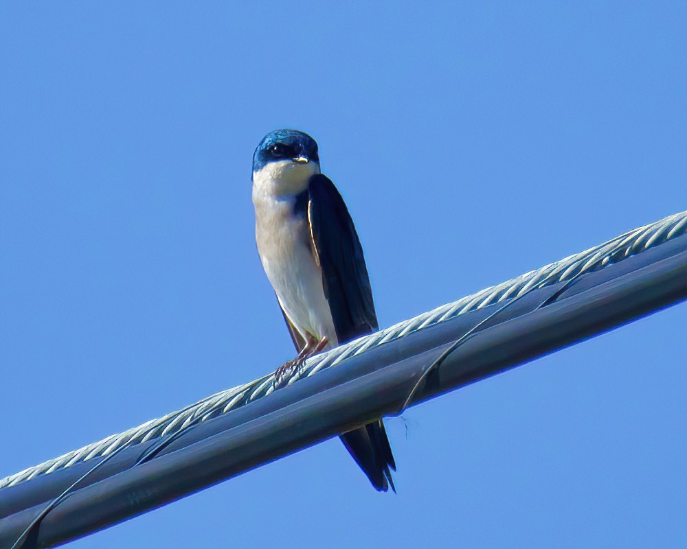 Tree Swallow - ML415580101