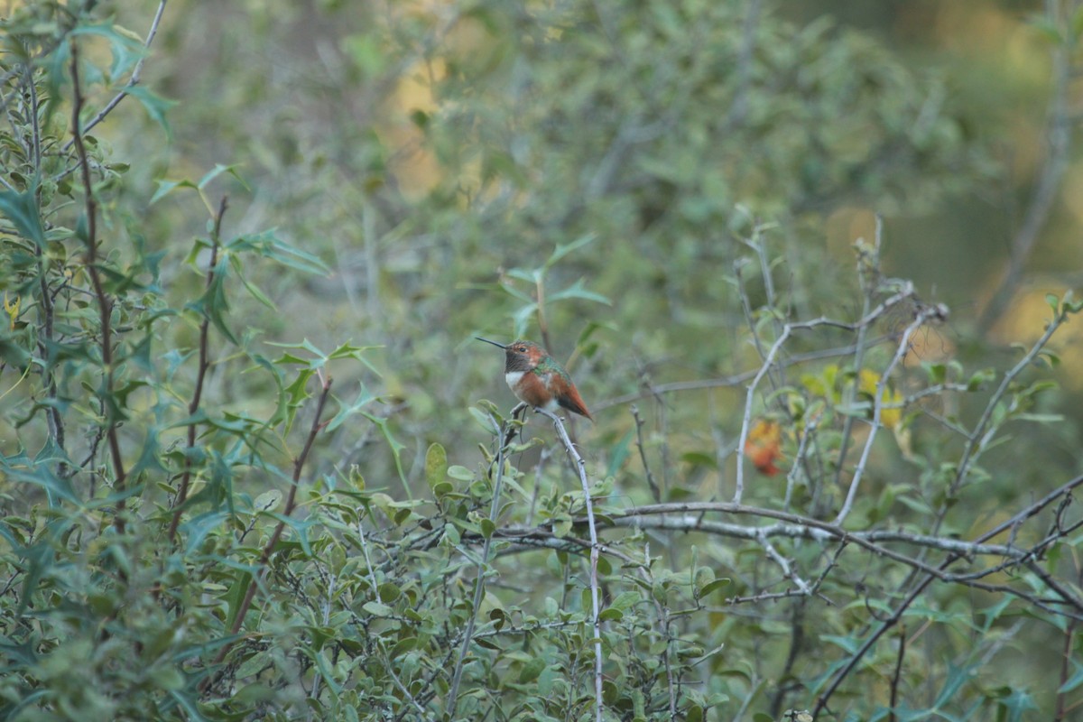 Allen's Hummingbird - ML41558081