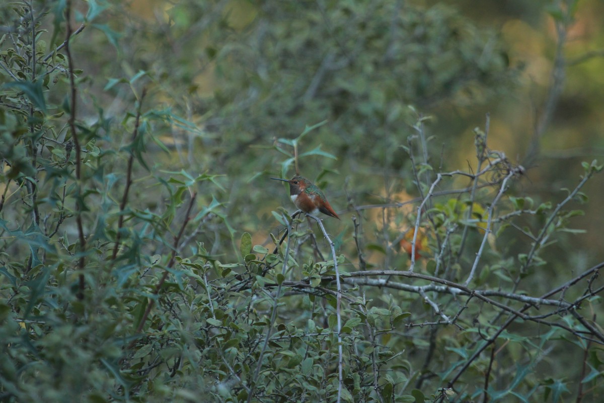 Allen's Hummingbird - ML41558091