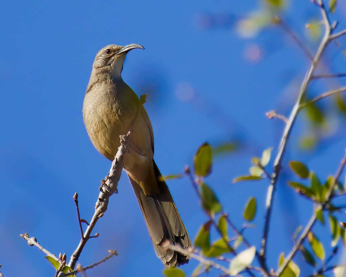 California Thrasher - ML415581191