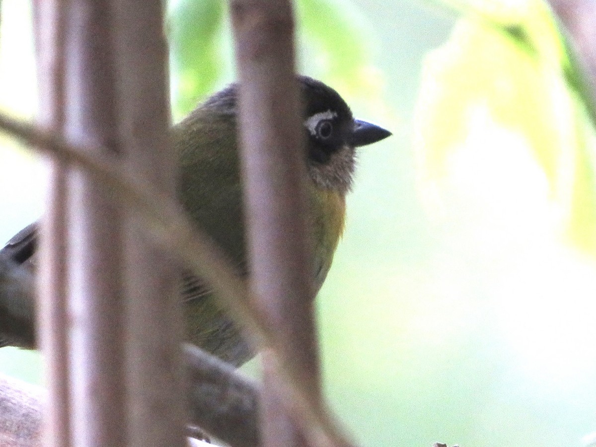 Common Chlorospingus (Venezuela) - Nick A. Komar Jr.