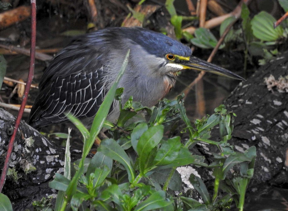 Striated Heron - ML415581541