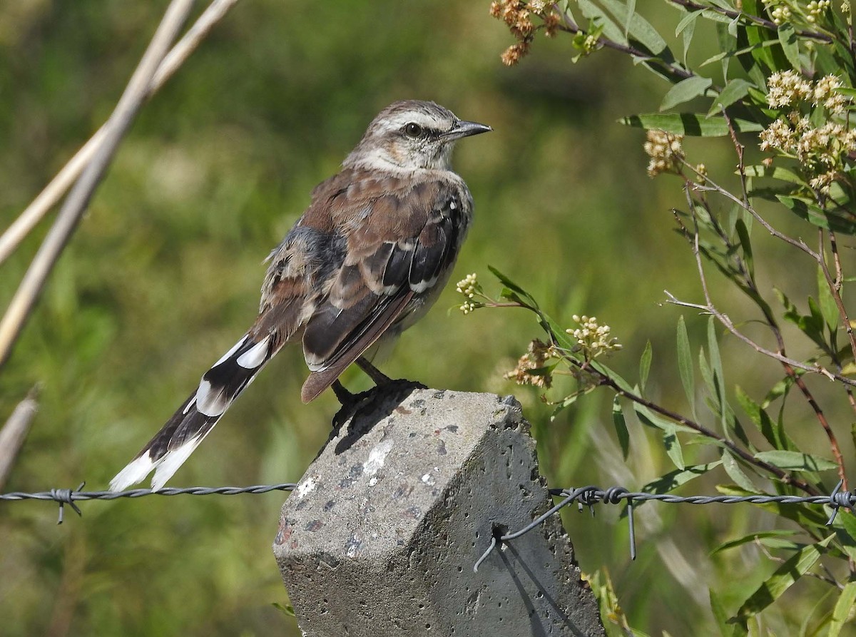 Chalk-browed Mockingbird - ML415582341