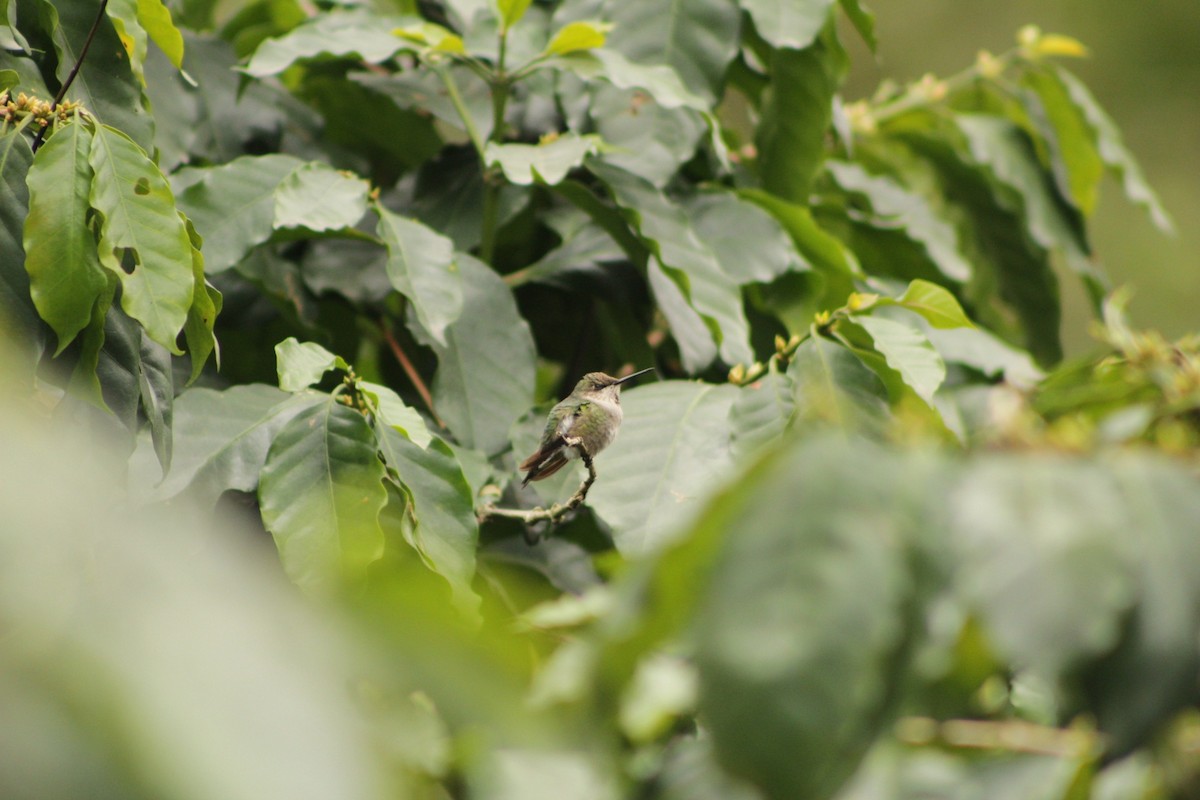 Ruby-throated Hummingbird - Irving Morales