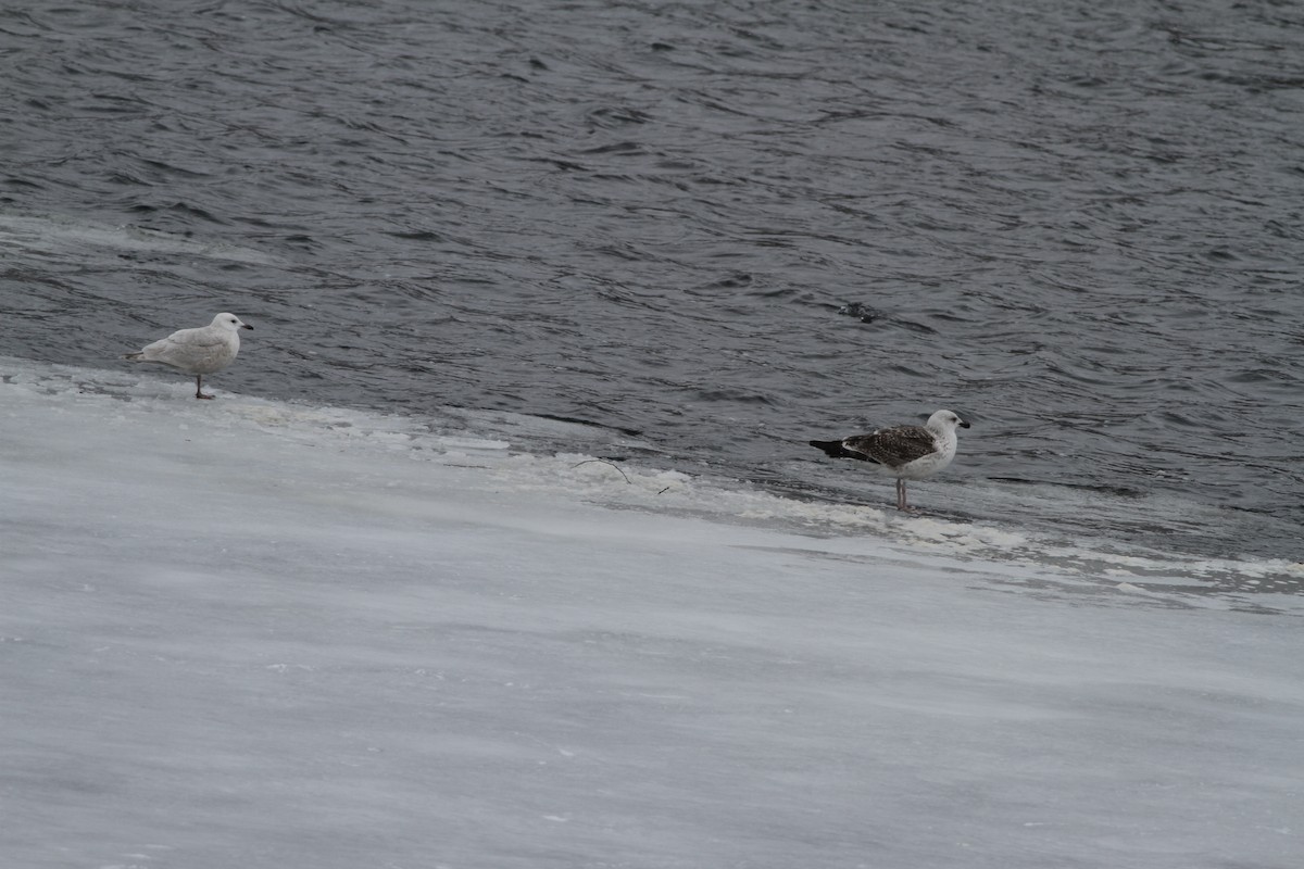 Iceland Gull - ML415585161