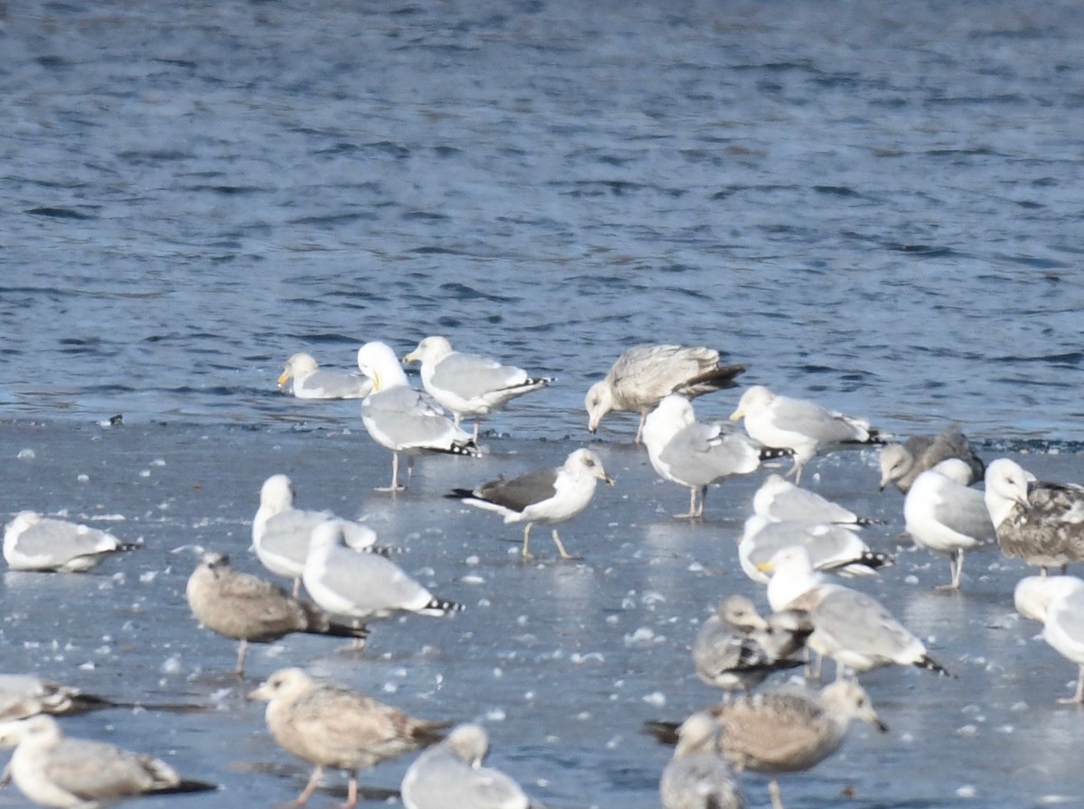 Lesser Black-backed Gull - ML415586201