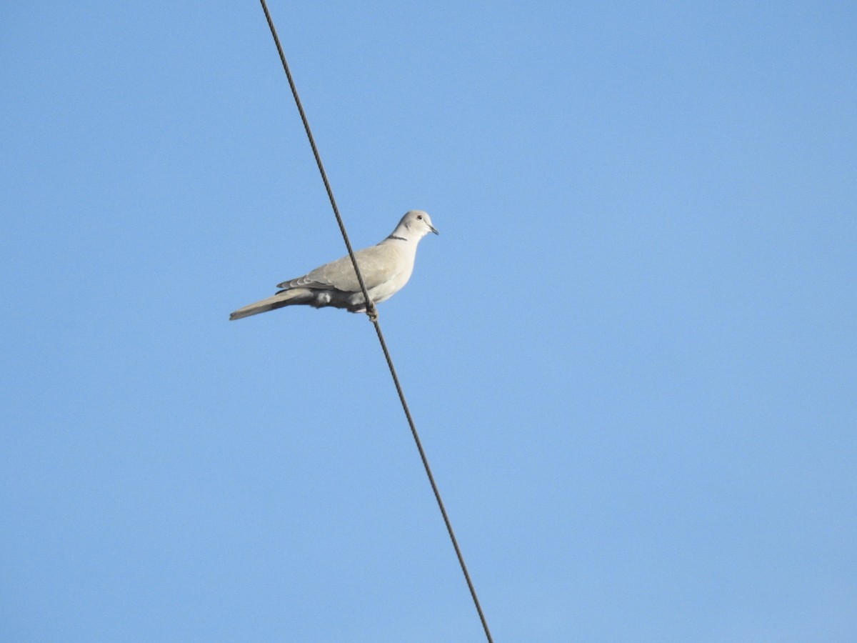 Eurasian Collared-Dove - Nathan Cook