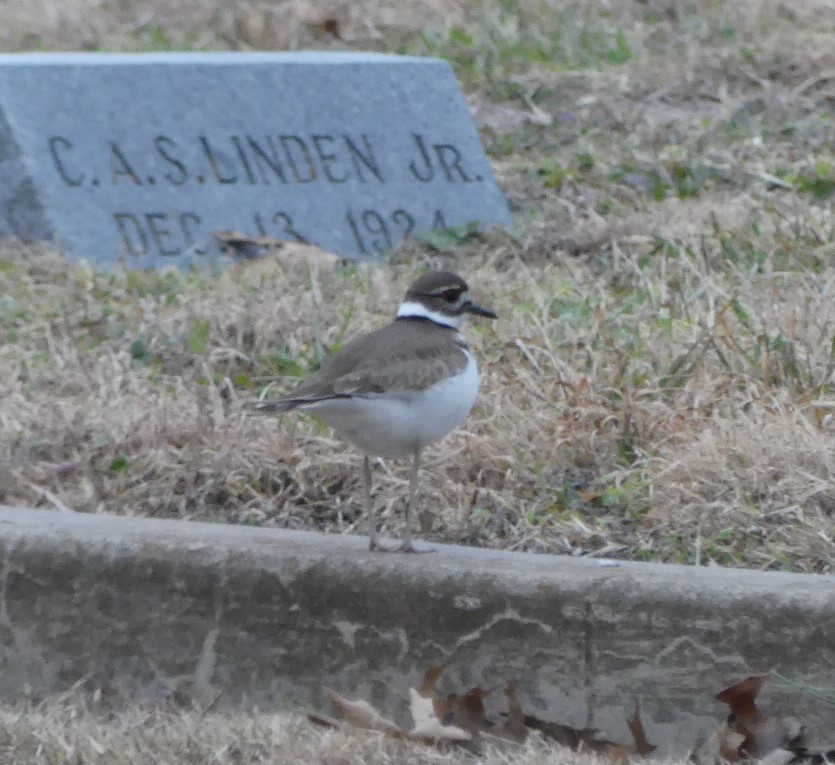 Killdeer - ML415588171