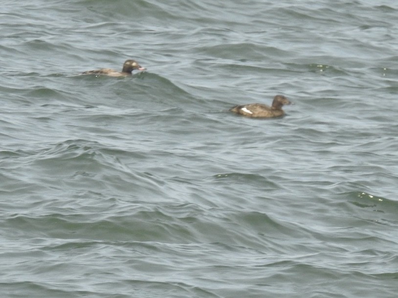 White-winged Scoter - ML415589621