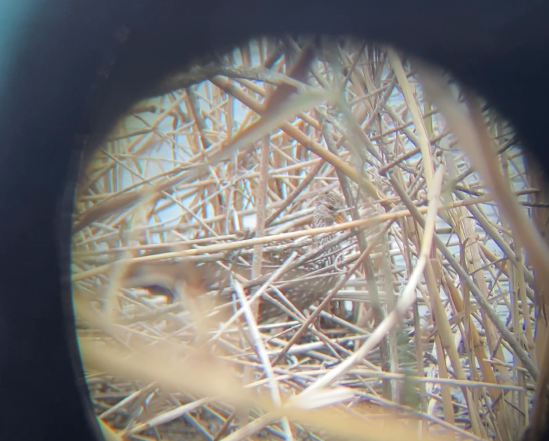 Limpkin - ML415593151