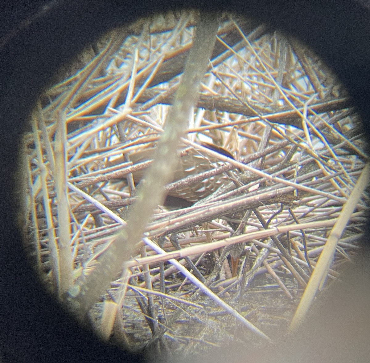 Limpkin - ML415593171