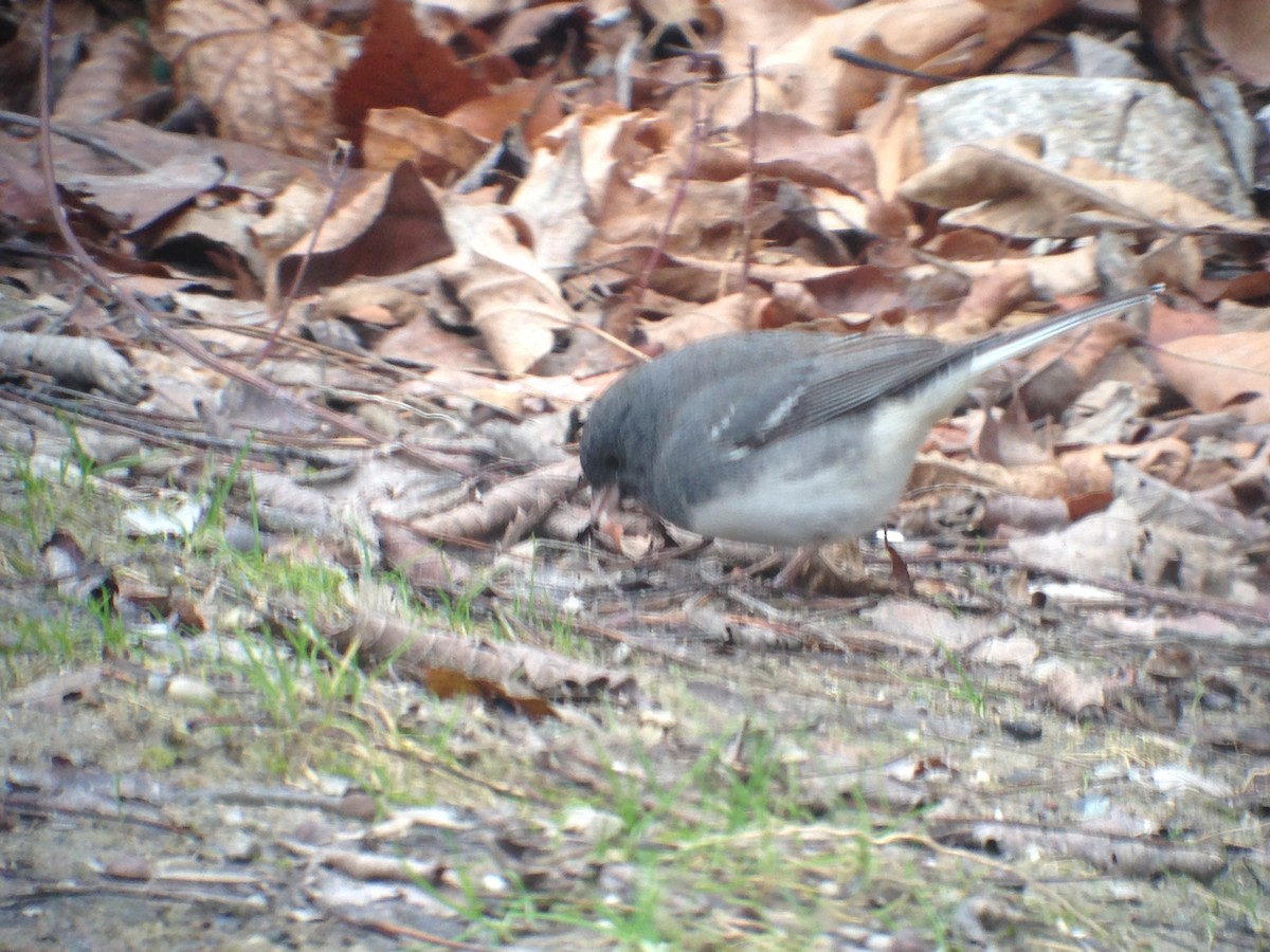 Dark-eyed Junco - ML41559321