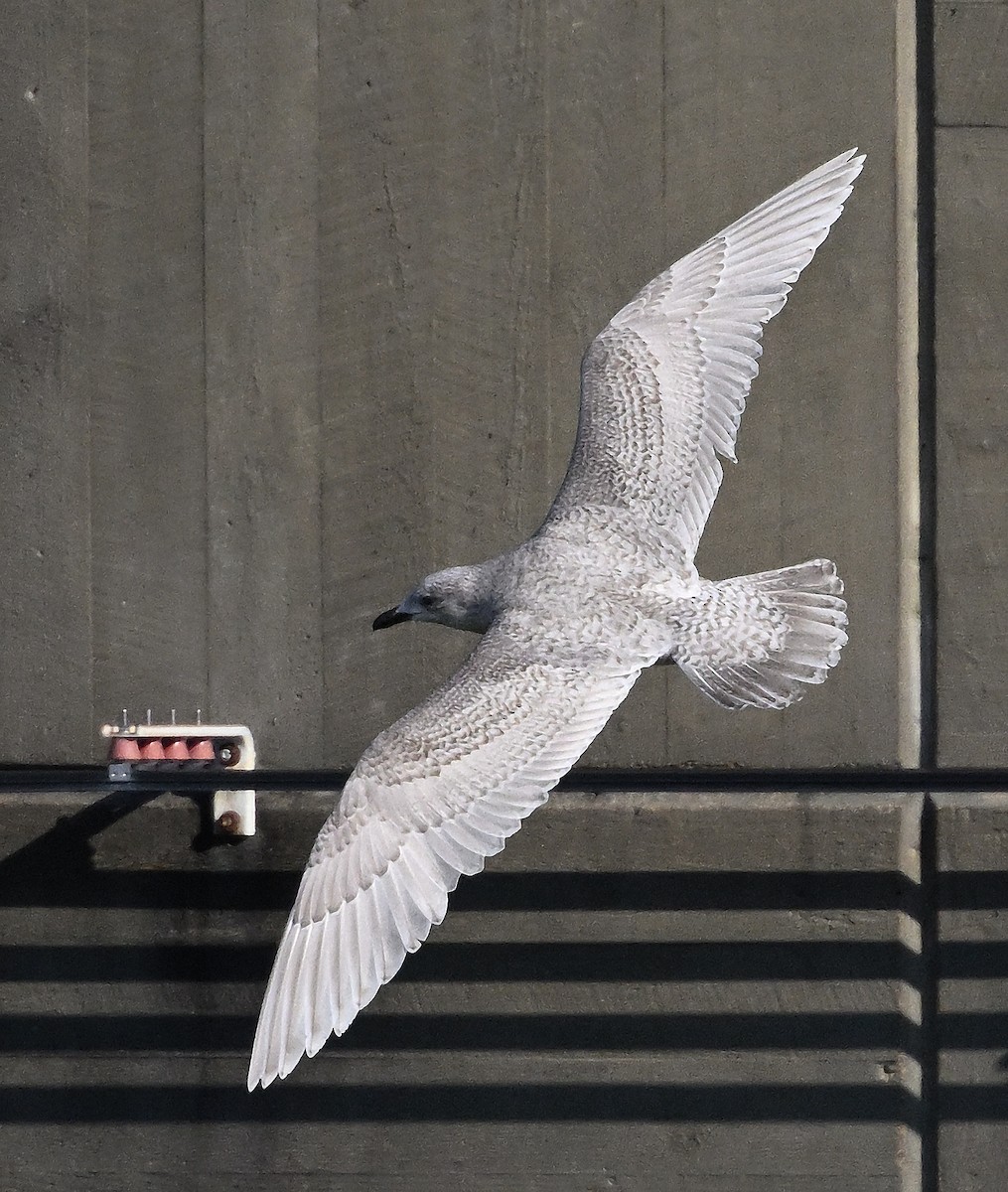 Iceland Gull (Thayer's) - ML415593211