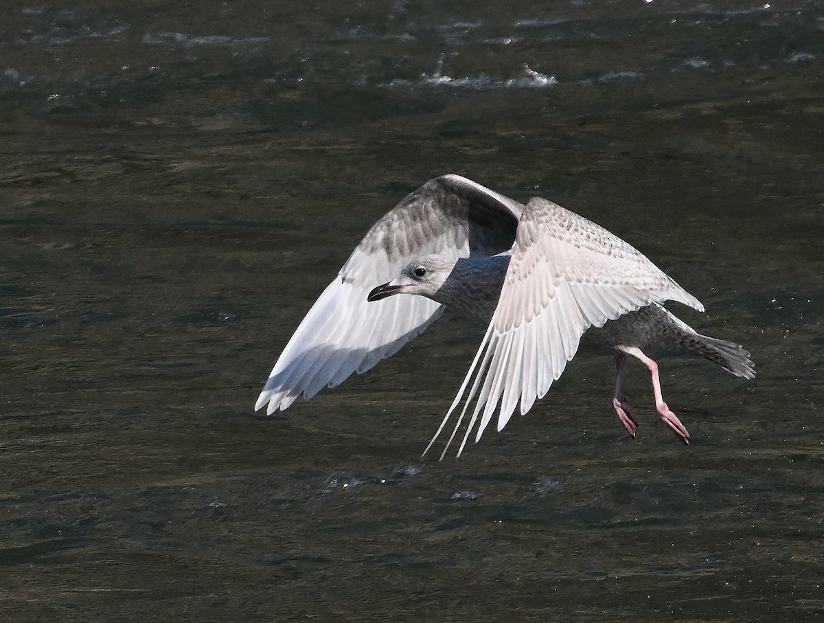 Iceland Gull (Thayer's) - ML415593221