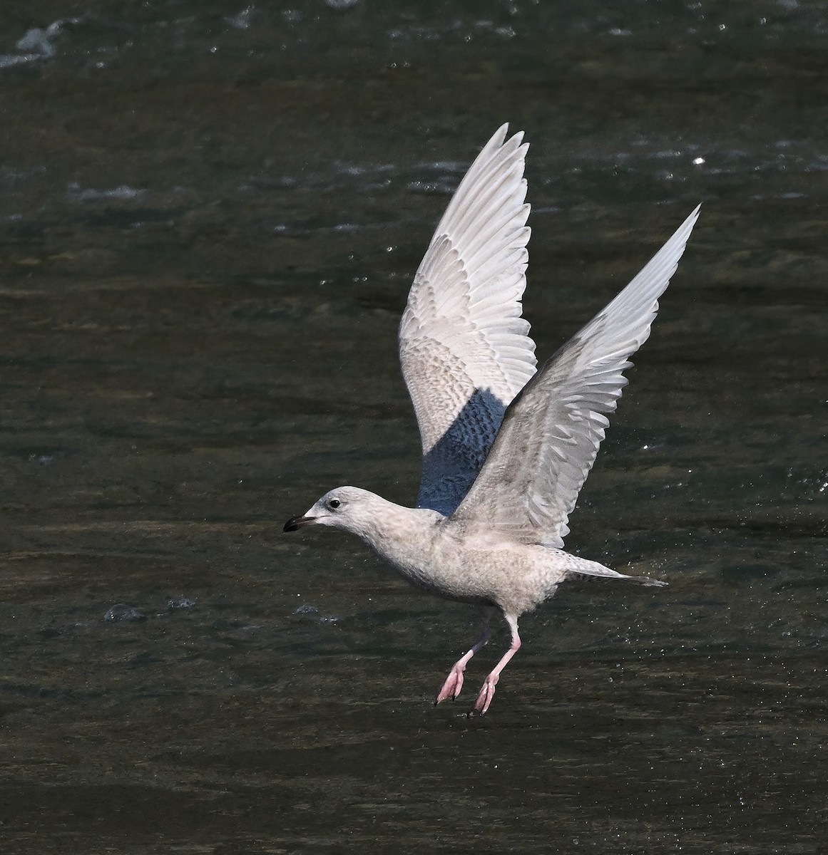 Iceland Gull (Thayer's) - ML415593231