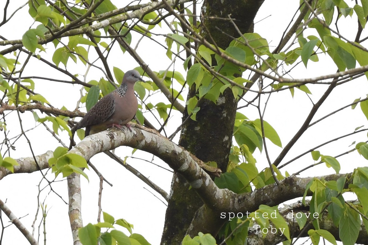 Spotted Dove - ML415595391