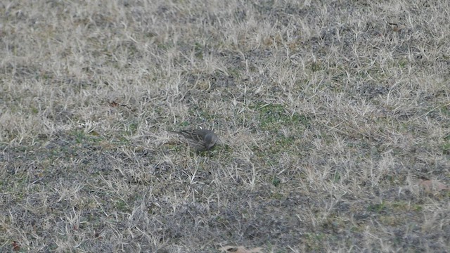 American Pipit - ML415595531