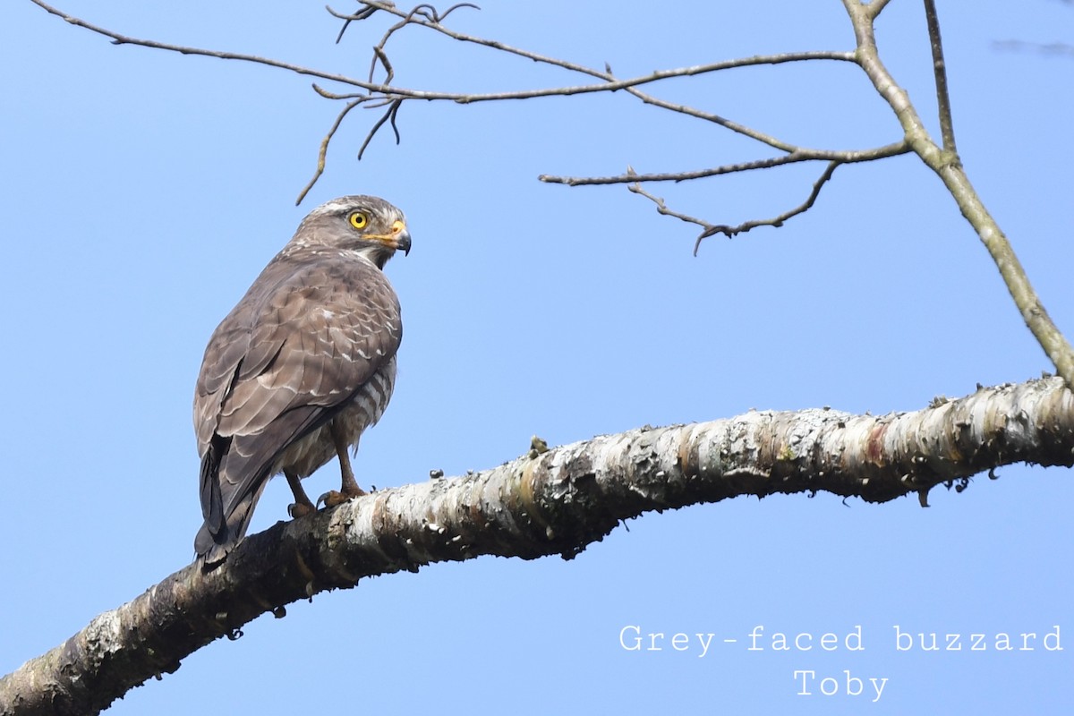 Gray-faced Buzzard - ML415595701