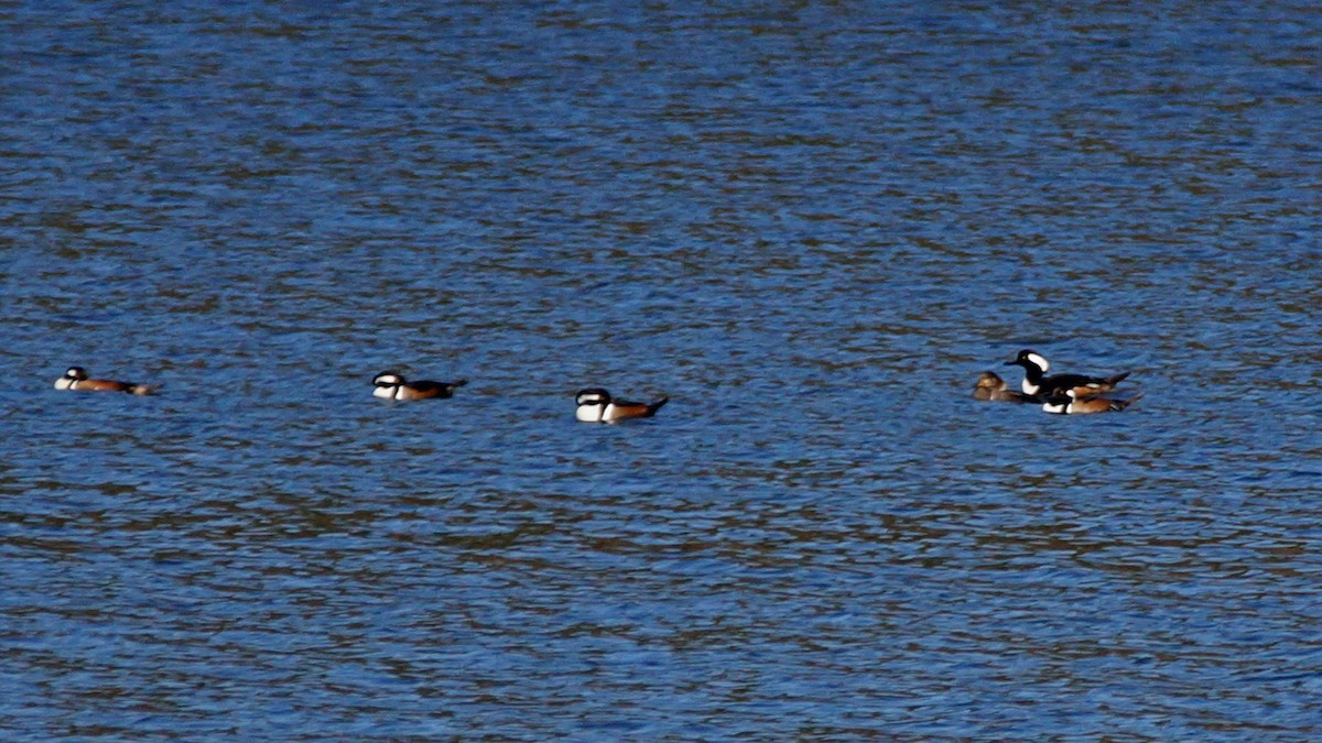 Hooded Merganser - ML415595781