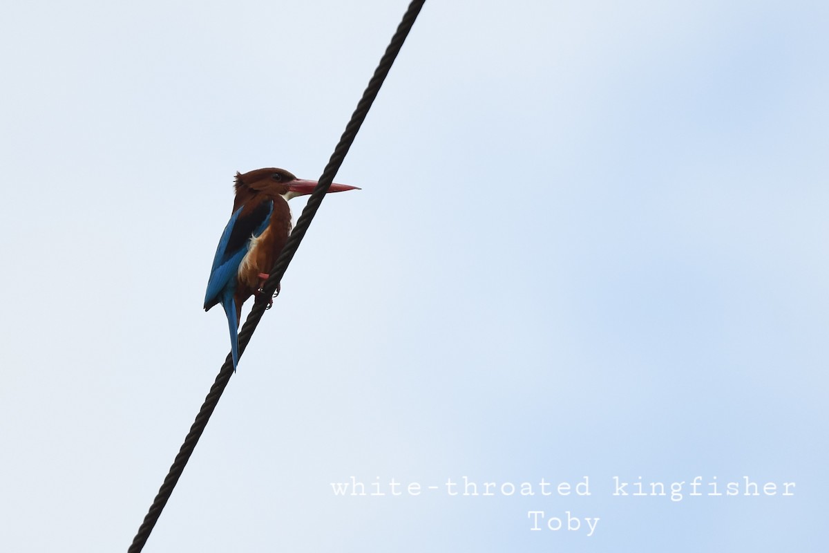 White-throated Kingfisher - ML415595811