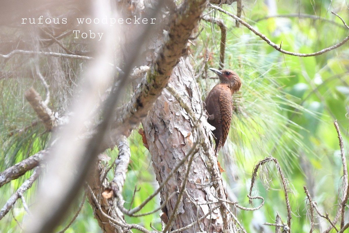 Rufous Woodpecker - ML415595951
