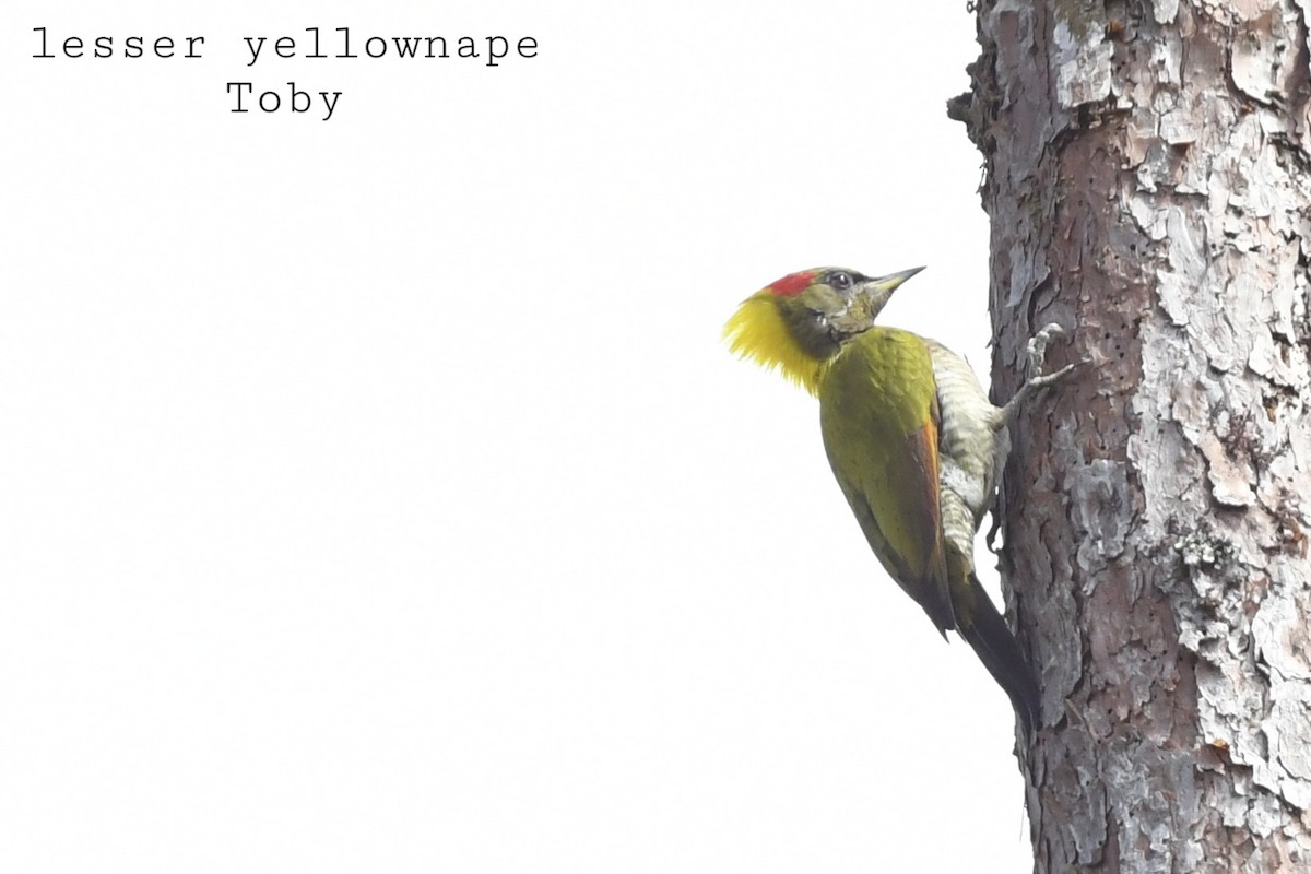 Lesser Yellownape - ML415596031