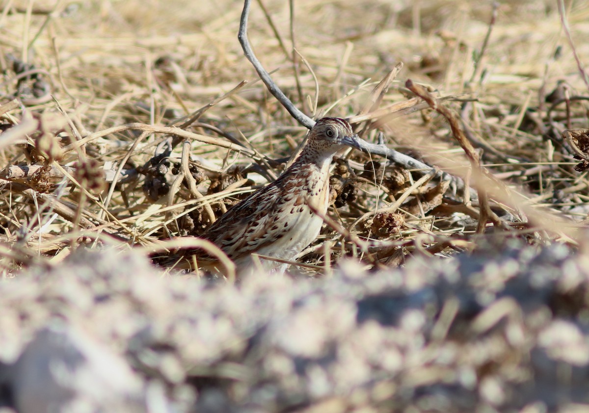 Small Buttonquail - ML41559641