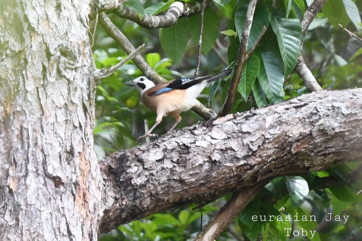 Eurasian Jay - ML415596461