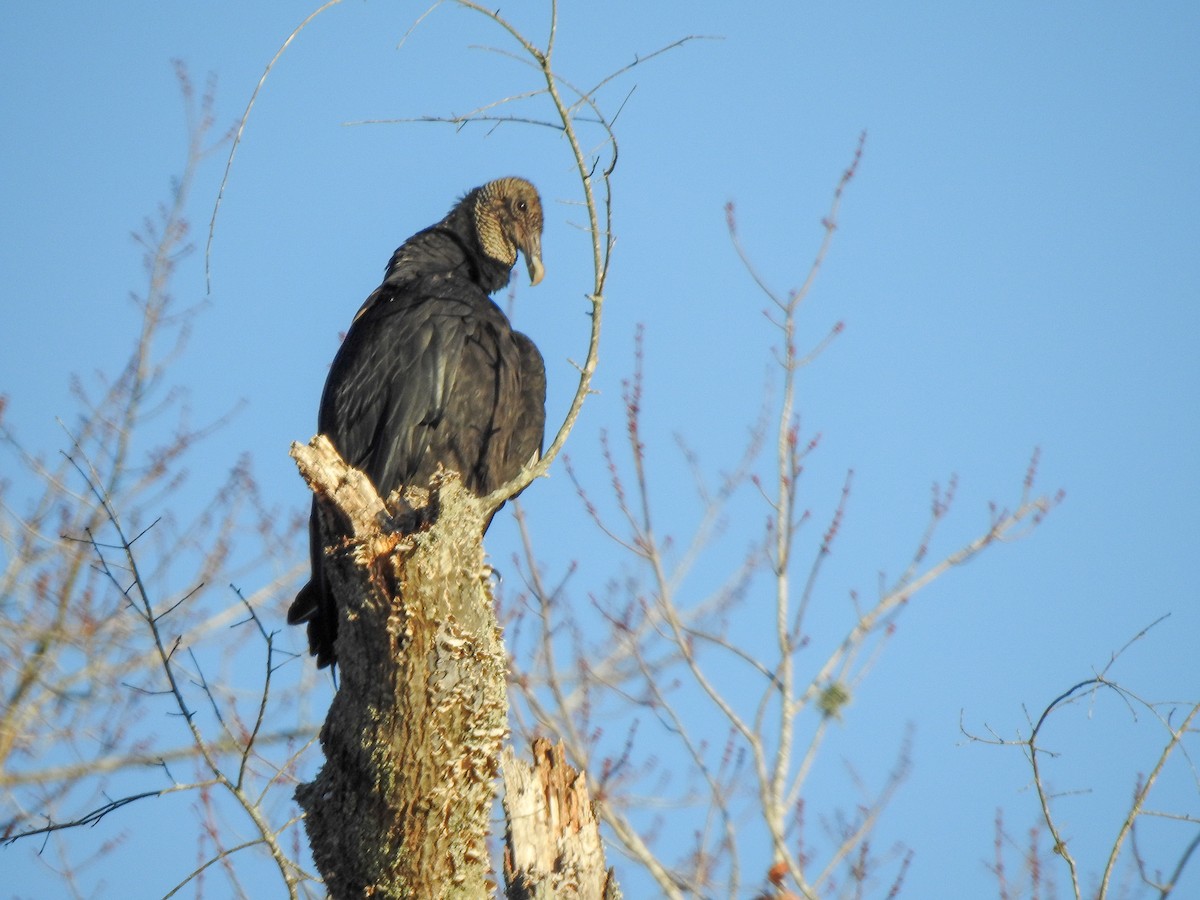 Black Vulture - ML415598091