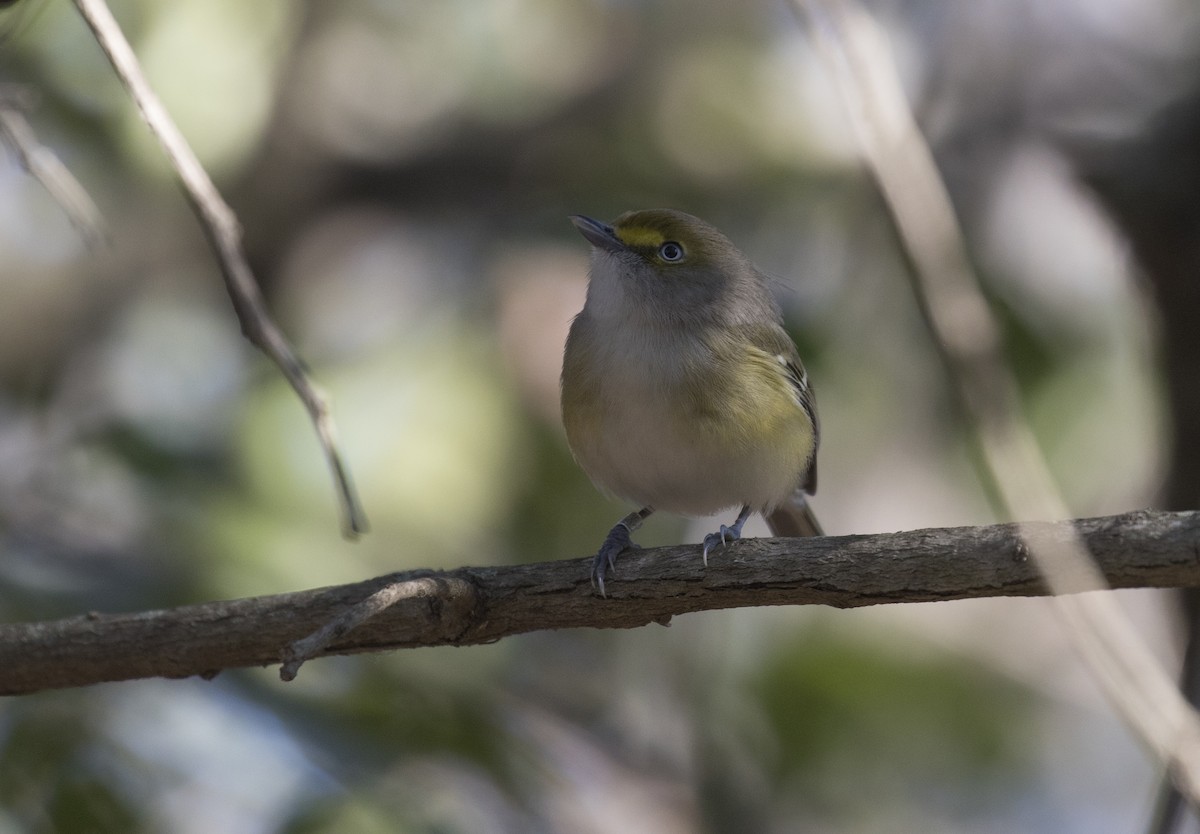 White-eyed Vireo - ML415598971