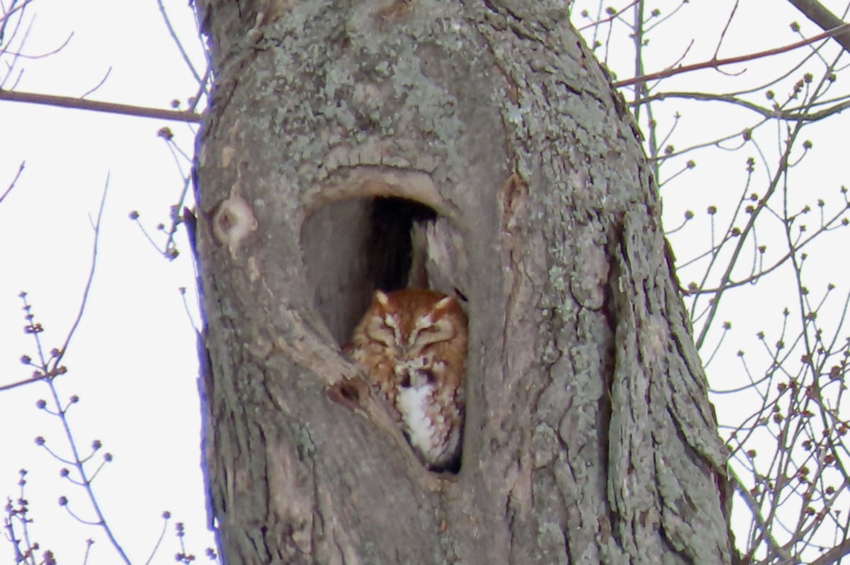 Eastern Screech-Owl - ML415599131