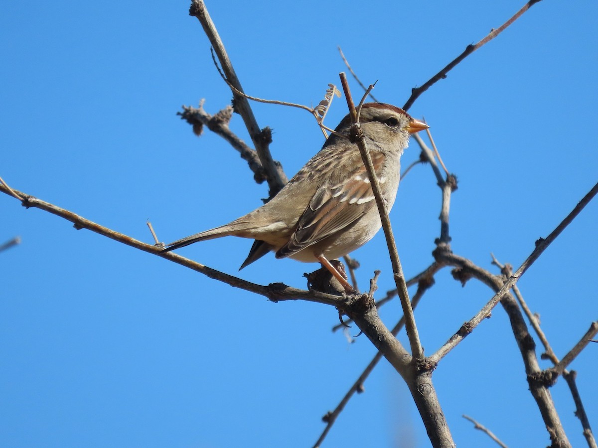 White-crowned Sparrow - ML415599271