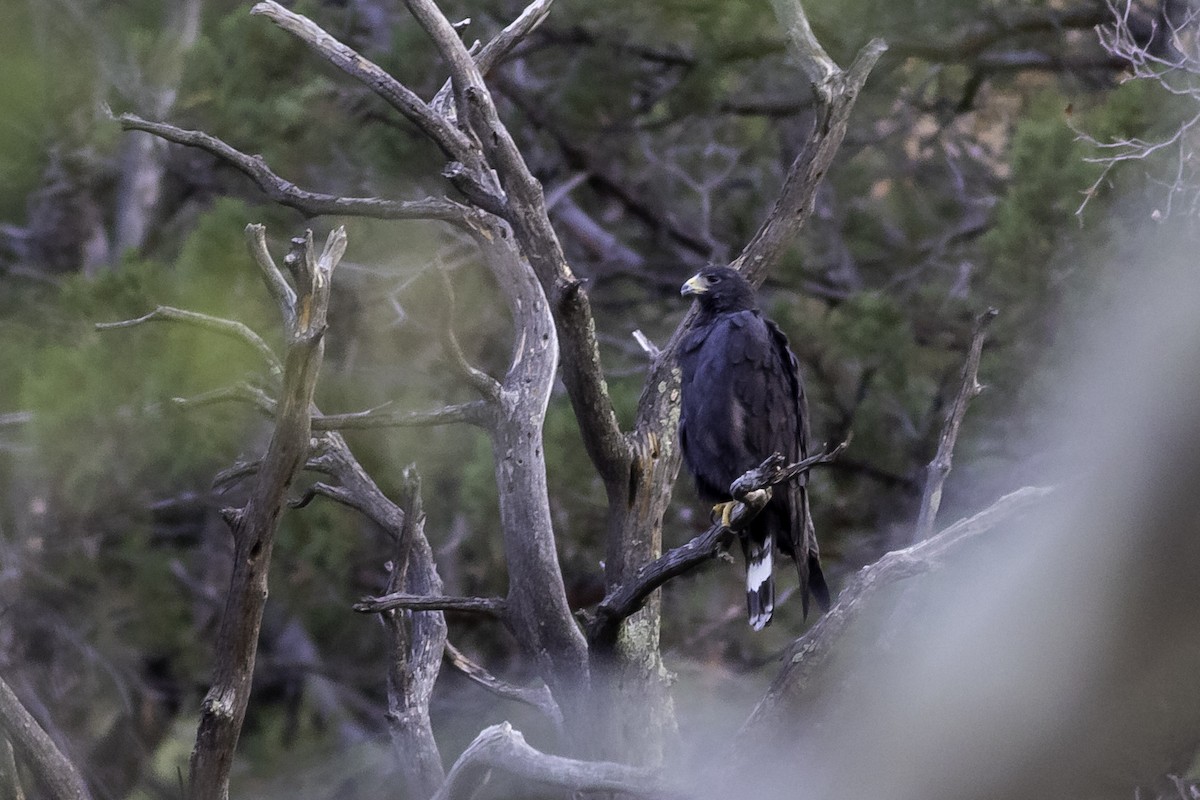 Zone-tailed Hawk - ML415599481