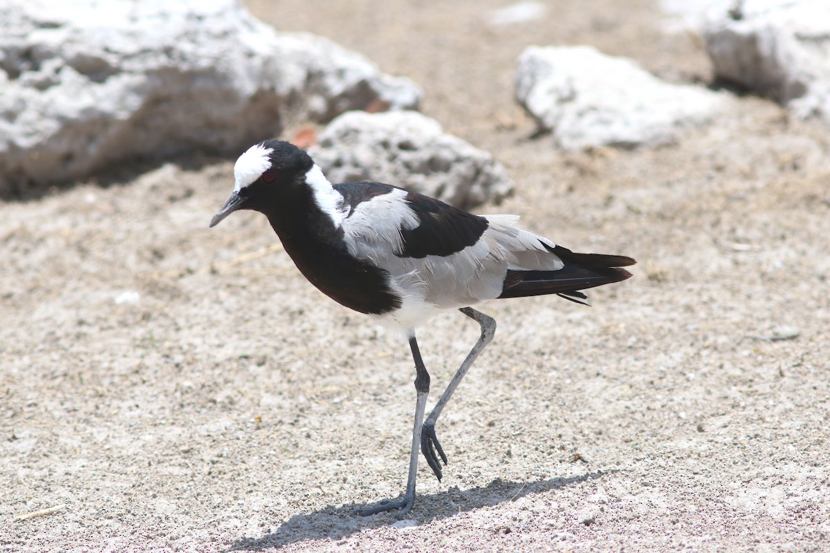 Blacksmith Lapwing - ML41560311