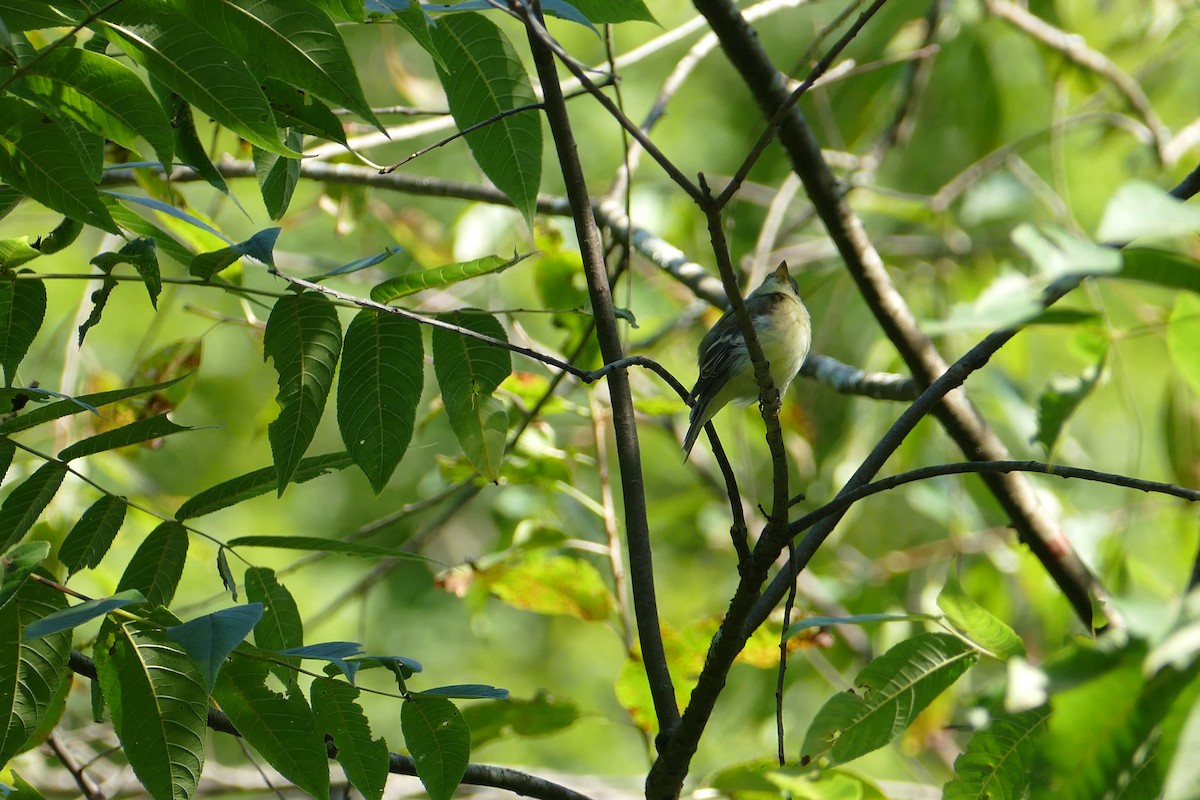 Alder/Willow Flycatcher (Traill's Flycatcher) - ML415603371