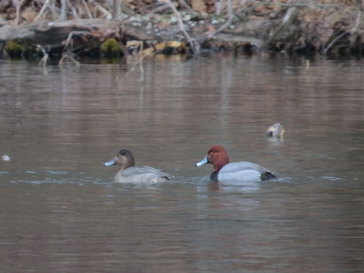 Redhead - ML415603391