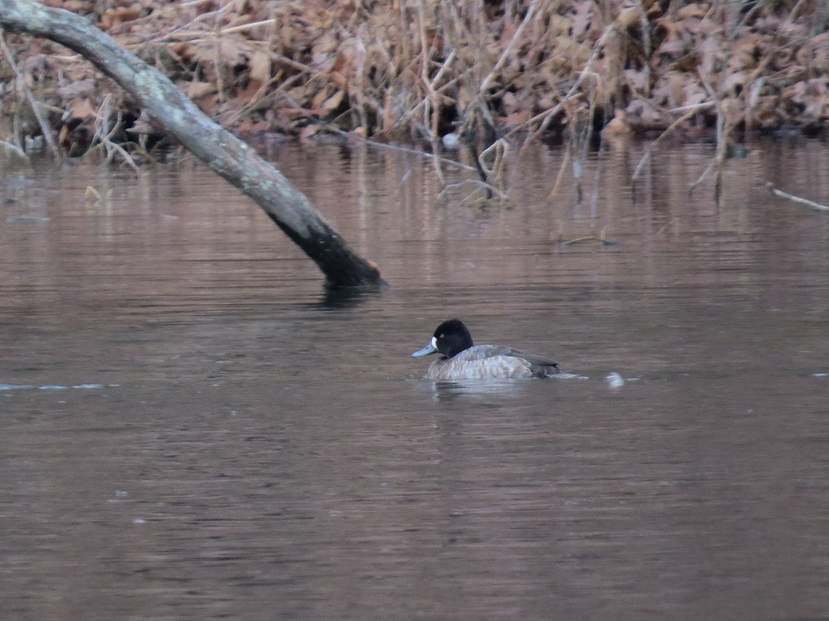 Lesser Scaup - Michael David