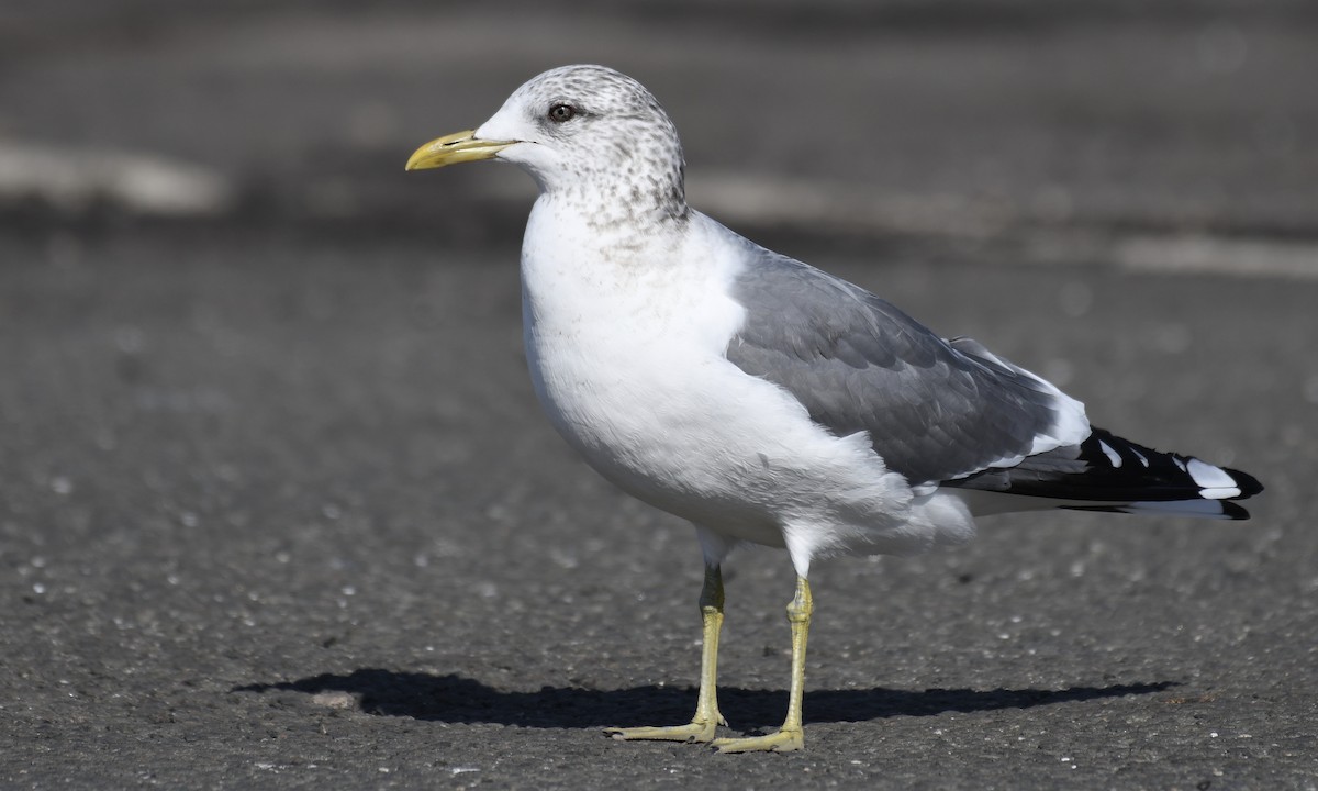 Common Gull (Kamchatka) - ML415603661