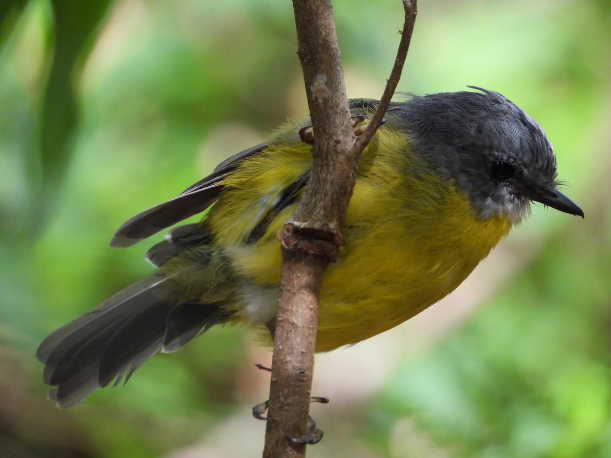 Eastern Yellow Robin - ML415604111