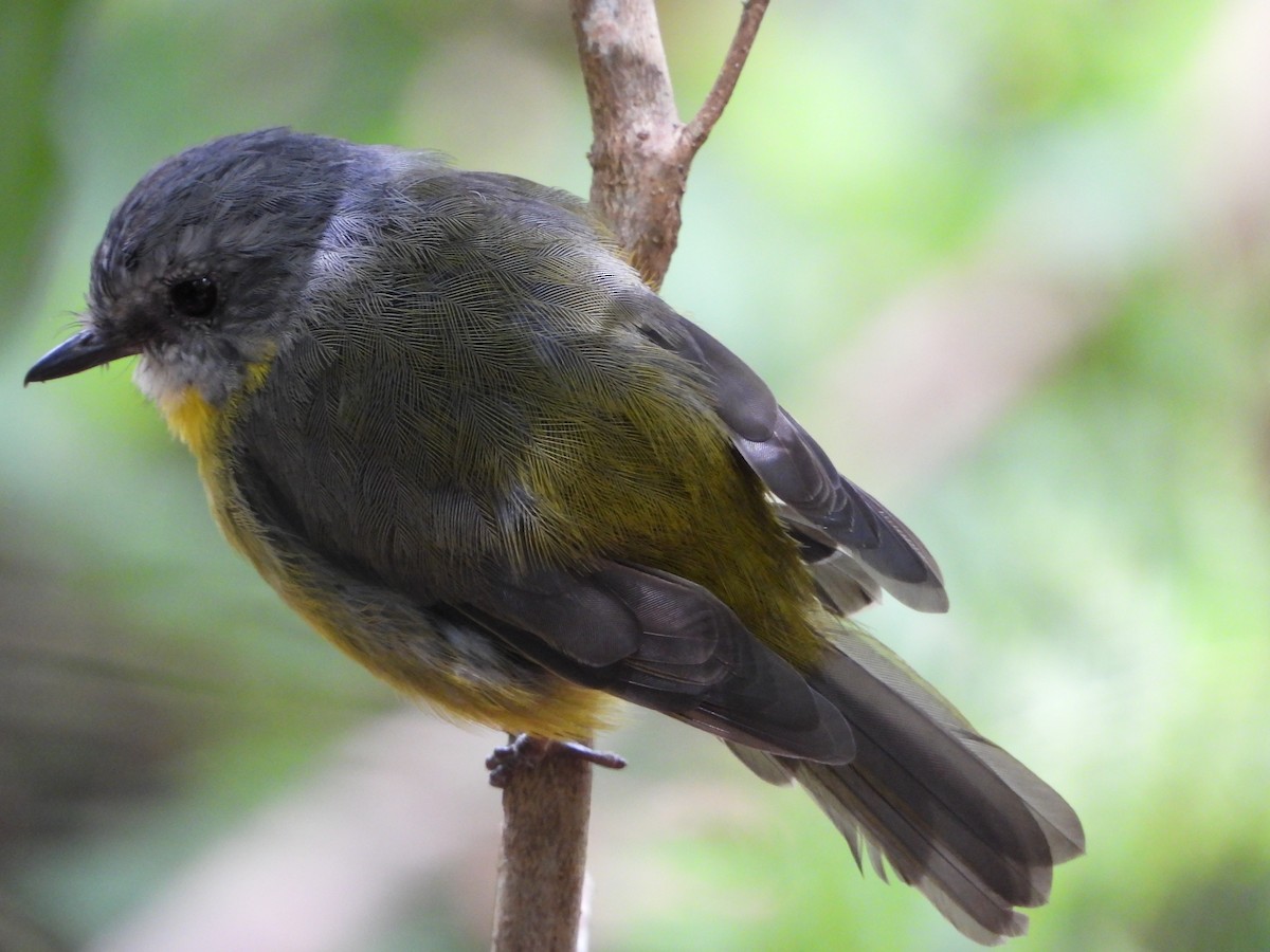 Eastern Yellow Robin - ML415604491