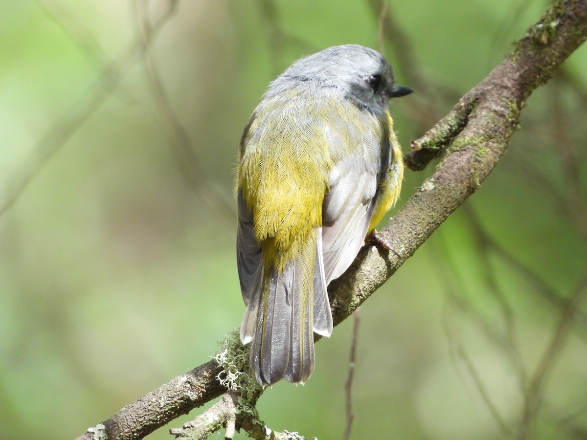 Eastern Yellow Robin - ML415604651