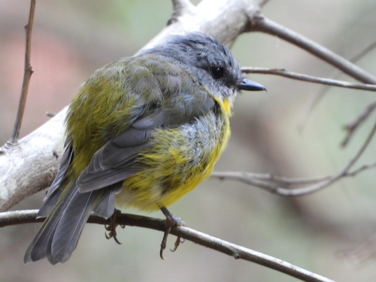 Eastern Yellow Robin - ML415605261